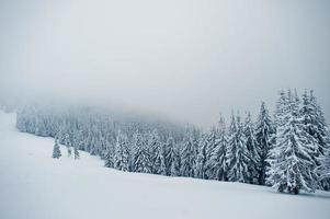 pins couverts de neige sur la montagne chomiak. beaux paysages d'hiver des carpates, ukraine. nature givrée majestueuse. photo