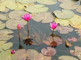 paysage de l'étang de lotus. photo