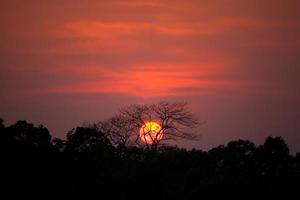 silhouette d'arbre au coucher du soleil photo