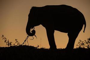 éléphant d'asie dans la forêt au coucher du soleil photo