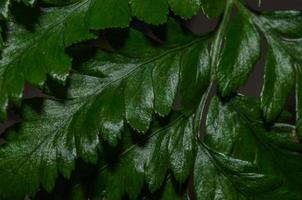 feuille verte de bouquet photo