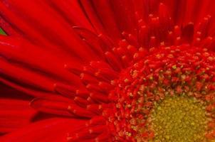 vue détaillée de la fleur rouge photo