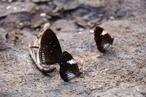 papillon sur les rochers photo