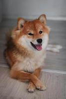 portrait de chien rouge japonais shiba inu. mignon beau chien et chien shiba inu moelleux. photo