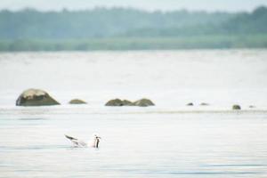 les oiseaux attrapent des poissons dans le lac paliastomi dans le parc national de kolkheti photo