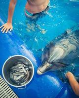 vue de dessus les mains nourrissent le dauphin avec le poisson du seau au bord de la piscine photo