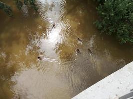 les canards nagent dans une petite rivière boueuse photo