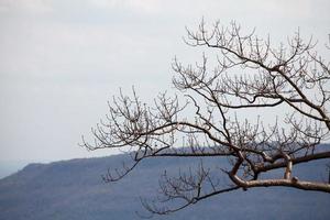 gros plan arbre sec photo