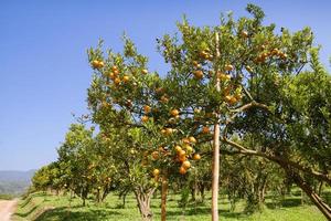 plantations d'orangers photo