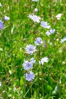 chicorée commune bleue à fleurs sur le pré en été photo