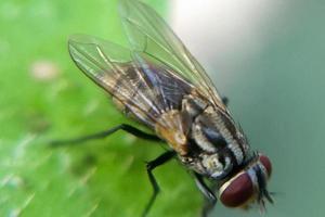 photo macro insectes mouches animal dans un environnement sale