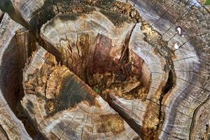 souche de bois scié pourrie à l'intérieur photo