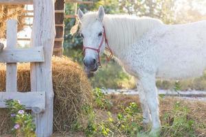 un cheval blanc se tient debout et mange de la paille de riz sur fond de coucher de soleil. photo