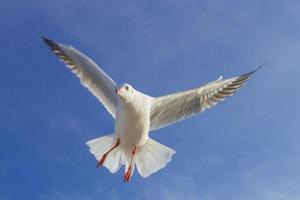 la mouette vole dans le ciel bleu. photo