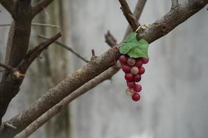 objet raisin, ruelle, yongsan-gu, séoul photo