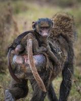 bébé babouin et mère photo