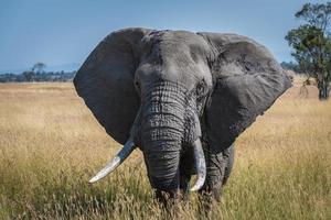 grand éléphant en tanzanie serengeti photo