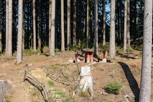 aire de repos dans les bois photo