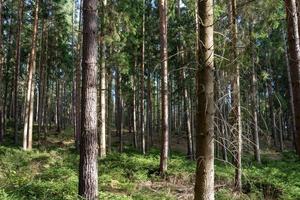 forêt de conifères en automne photo