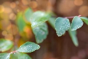 gouttes de pluie ou gouttes de rosée perlées sur une feuille verte