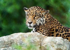 portrait de jaguar photo