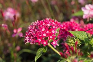 pentas lanceolata, communément appelé amas d'étoiles égyptien photo