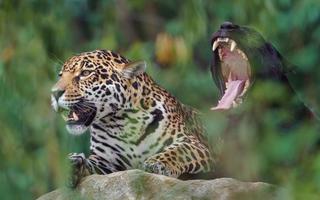 portrait de jaguar photo