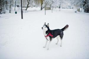 chien husky en laisse marchant au parc le jour de l'hiver. photo