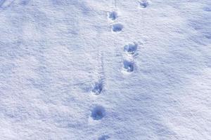 traces d'animaux dans la neige photo