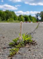 fourche coincée dans les mauvaises herbes poussant dans une fissure dans le goudron photo