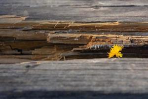 fleur de pissenlit entre une planche de bois photo