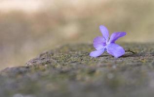 fleur violette sur un rocher photo