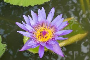 fleur de lotus pourpre dans la rivière photo