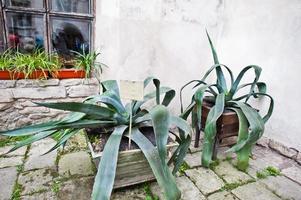 grandes plantes d'agava dans des pots de fleurs à l'extérieur. photo