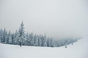 pins couverts de neige sur la montagne chomiak. beaux paysages d'hiver des carpates, ukraine. nature givrée. photo