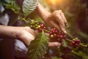 café aux baies d'arabica vietnamien avec un agriculteur de robusta et café aux baies d'arabica avec des agriculteurs vietnamiens photo