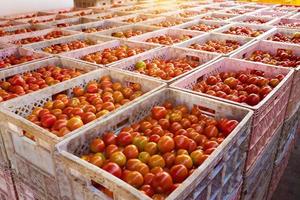 les caisses de tomates contiennent des produits destinés à l'exportation vers les marchés asiatiques. photo