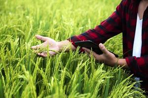 Le riz dans le champ attend d'être récolté, Isan, Asie, Thaïlande photo