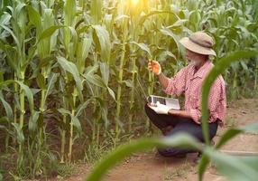 les agriculteurs plus âgés utilisent la technologie dans les champs de maïs agricoles. photo