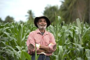 un agriculteur asiatique senior se tient dans un champ de maïs, inspectant les cultures. photo