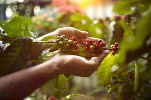 café aux baies d'arabica vietnamien avec un agriculteur de robusta et café aux baies d'arabica avec des agriculteurs vietnamiens photo