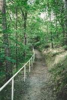 sentier de randonnée avec garde-corps en forêt photo