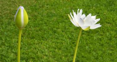 nénuphar blanc sur fond d'herbe verte photo