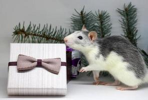 rat argenté et cadeaux. rat sur le fond des décorations de noël. symbole de 2020. année du rat. photo