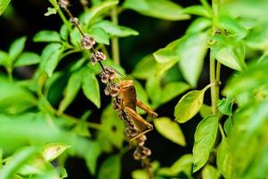 sauterelles de riz jaune perchées sur des feuilles vertes se prélassant au soleil pendant la journée, sous-ordre caelifera insectes hémimétaboles cricket photo