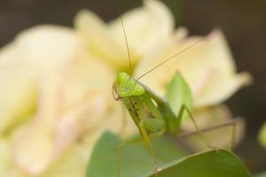 mante insecte macrophotographie photo premium