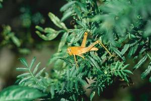 sauterelles de riz jaune perchées sur des feuilles vertes se prélassant au soleil pendant la journée, sous-ordre caelifera insectes hémimétaboles cricket photo