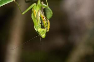 mante insecte macrophotographie photo premium