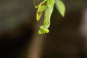 mante insecte macrophotographie photo premium