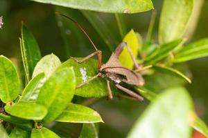 triatomine à pattes géantes embrassant un insecte macro photographie photo premium